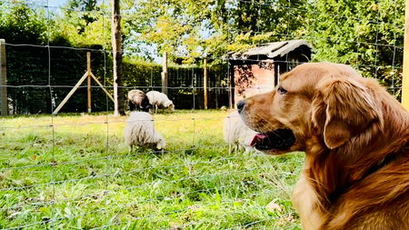 Therapiehund Oskar blickt durch Zaun ins Schafgehege