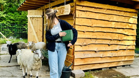 Schafe laufen Person mit Futtereimer hinterher